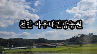 아우내관광농원캠핑장/가을캠핑/가족캠핑/키즈캠핑장/대성축산/양념갈비/사르르소곱창/비빔국수/미꾸라지체험