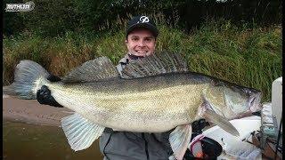 SIX SUPERSIZE ZANDERS CAUGHT BY RUTHLESS FISHING TEAM!!