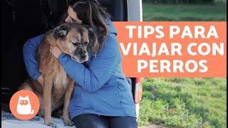 TIPS PARA VIAJAR con tu PERRO 