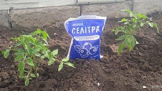 Славянск. Подкармливаем помидоры селитрой. Ох уж эти огурцы.