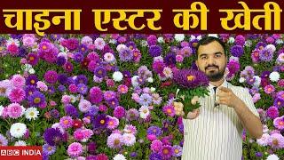 China aster farming | चाइना एस्टर खेती | Phool ki kheti | Flower farming | varieties of china aster