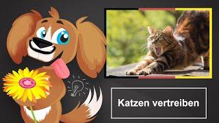  Katzen vertreiben – Mit diesen Mitteln und Tipps