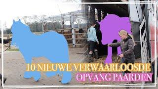 10 VERWAARLOOSDE PAARDEN OPVANGEN! || VLOG Paardzoektbaas