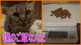 モドキ②　モドキは食欲にムラがありながらも日々を過ごしています。そのころ猫食堂では……