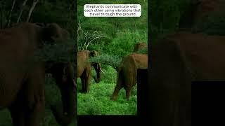 Elephants Can 'Talk' Through Vibrations!  The Secret Communication of Elephants | Eternal Bytes #19