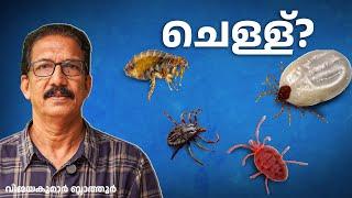 ചെള്ള് പനി കാരണം ഏത് ചെള്ള് ? Scrub typhus chiggers / bush typhus #tick  #flea #mites #facts #fever