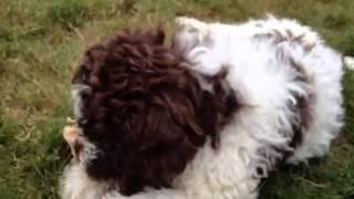 Pablo lagotto romagnolo