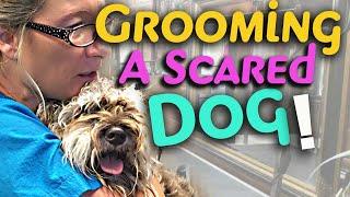Grooming a scared aggressive dog requires knowledge, Patience, and Skill.