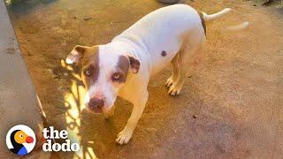 Abandoned Pittie Finally Relaxes When Her Dad Sings Her Favorite Song | The Dodo