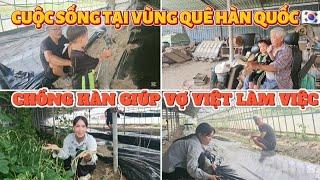 454 CHỒNG HÀN GIÚP VỢ VIỆT LÀM VIỆC