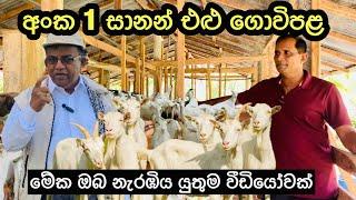 සම්මාන දිනූ සුපිරි එළු ගොවිපලක් /Super sannan goat farm in Srilanka#goatfarming #livestock