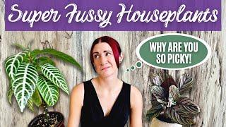 10 Super Fussy Houseplants | Bad Plants for Beginners | Difficult Houseplants | Finicky Houseplants