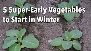 5 Super-Early Vegetables to Start in Winter