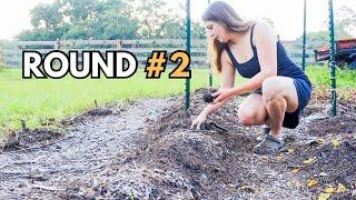 Planting out my TOMATO & PEPPER starts! Florida permaculture garden (Zone 9) #gardening