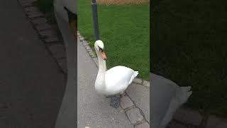 BattlefieldDoktor meets Swan