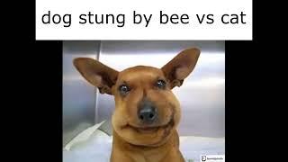 dog stung by bee vs cat