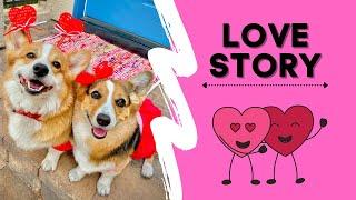 Corgi Love Story | Happy Valentine's Day! | Hammy and Olivia