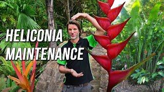 How to maintain Heliconia plants