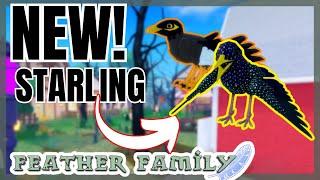 NEW Starling in FEATHER FAMILY! 