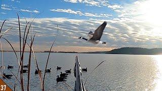 SOLO Kayak Hunt MIXED BAG (Divers and Geese) | 28 Gauge Duck Hunting