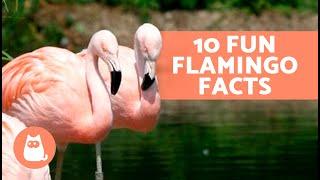 10 FUN FACTS About FLAMINGOS That May Surprise You 