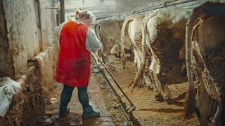 One hard day on a terrible dairy farm. in an abandoned Russian village.