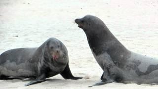 Male Sea Lions Fighting