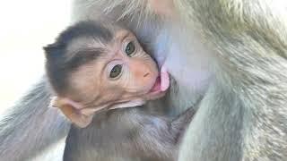 Mother Monkey Melona grooming her Baby Monkey Miles