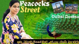 Dubai లో Peacocks road ll ఇన్ని నెమళ్ళు ఒకేసారి ఎపుడైనా చూసారా? ll Dubai kaburlu #18