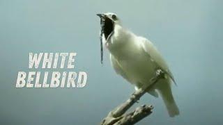 White bellbird call! The loudest bird in the world!