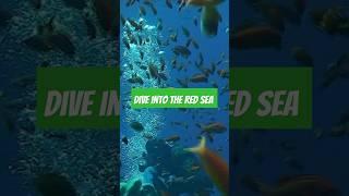 Let's dive into the Red Sea  #vte #virtualtravelescapades #Egypt #RedSea #égypte #egy #diving #sea