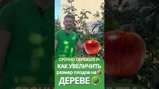 #обрезкаяблони #обрезкасада #обрезкалетняядеревьев #обрезкаволчков #обрезкаприростов #обрезкасада