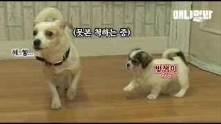 미스터유 근황인데요 이게 해피엔딩인지 새드엔딩인지 헷갈림ㅋ ㅣ Here's An Update On Mr. Stray Dog.. He Owed Something?!