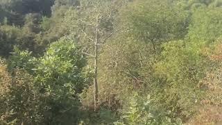 400 kanal  hilly land with  different plants for sale in hoshiarpur @ 25000 per kanal