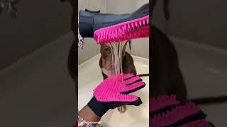 Puppy Bath Routine #puppy #puppybath #asmr #viral #xlbully #pitbull