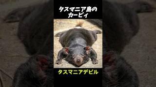 タスマニア島の食いしん坊「タスマニアデビル」