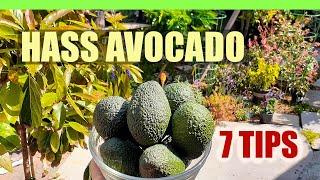 (7) HASS Avocado GROWING TIPS you should know! - plus 1st Harvest on new tree by the beach in SoCal