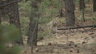 How to hunt bobcats - Fred Eichler