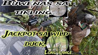 JACKPOT SA WILD DUCK/ BUWENAS SA TiKLiNG. #pestcontrol #birds #hunting #wildlife #catchandcook