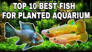 Top 10 best and most popular fish for planted tank | Prathmesh aquatics