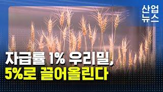 국산 밀 품질 높이고 재배면적 확대…품종 개발에 주력_산업뉴스 [산업방송 채널i]