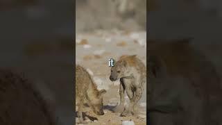 Why hyenas have the most painful birth in the animal kingdom #shorts #hyenas