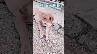 방비엥거리에서 만난 동네형!   #라오스 #강아지