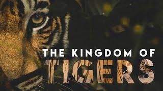 Tiger Documentary | The Kingdom of Tigers