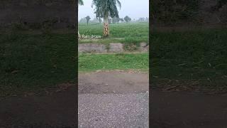 Rain drops #youtubeshorts