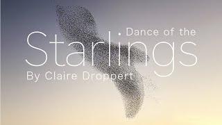 Dance of the STARLINGS by Claire Droppert (murmuration)