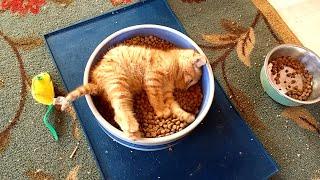 KITCHEN NIGHTMARES!  Funny Pets Stealing Food