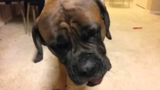 English mastiff having some chicken