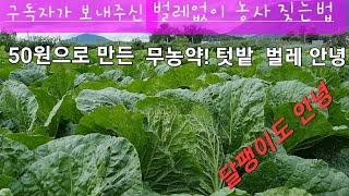 무농약 살충제 만드는 비용 50원#텃밭 무농약 살충제#무농약 살충제 제조방법#무농약 배추 벌레약#농사유튜브