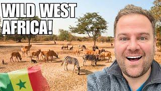 Senegal's Hidden Safari: Better Than Botswana? 